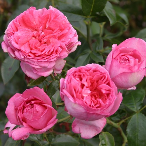 La rose de Molinard ®